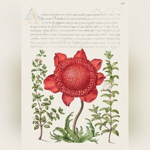 Vintage Botanical Red Flower Art Print 1561-1596